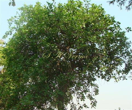  Plant